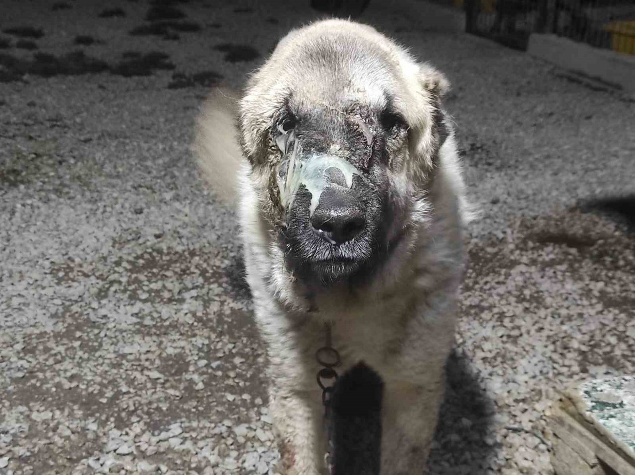 Yüzünde tümör oluşan sokak köpeği sağlığına kavuşturuldu