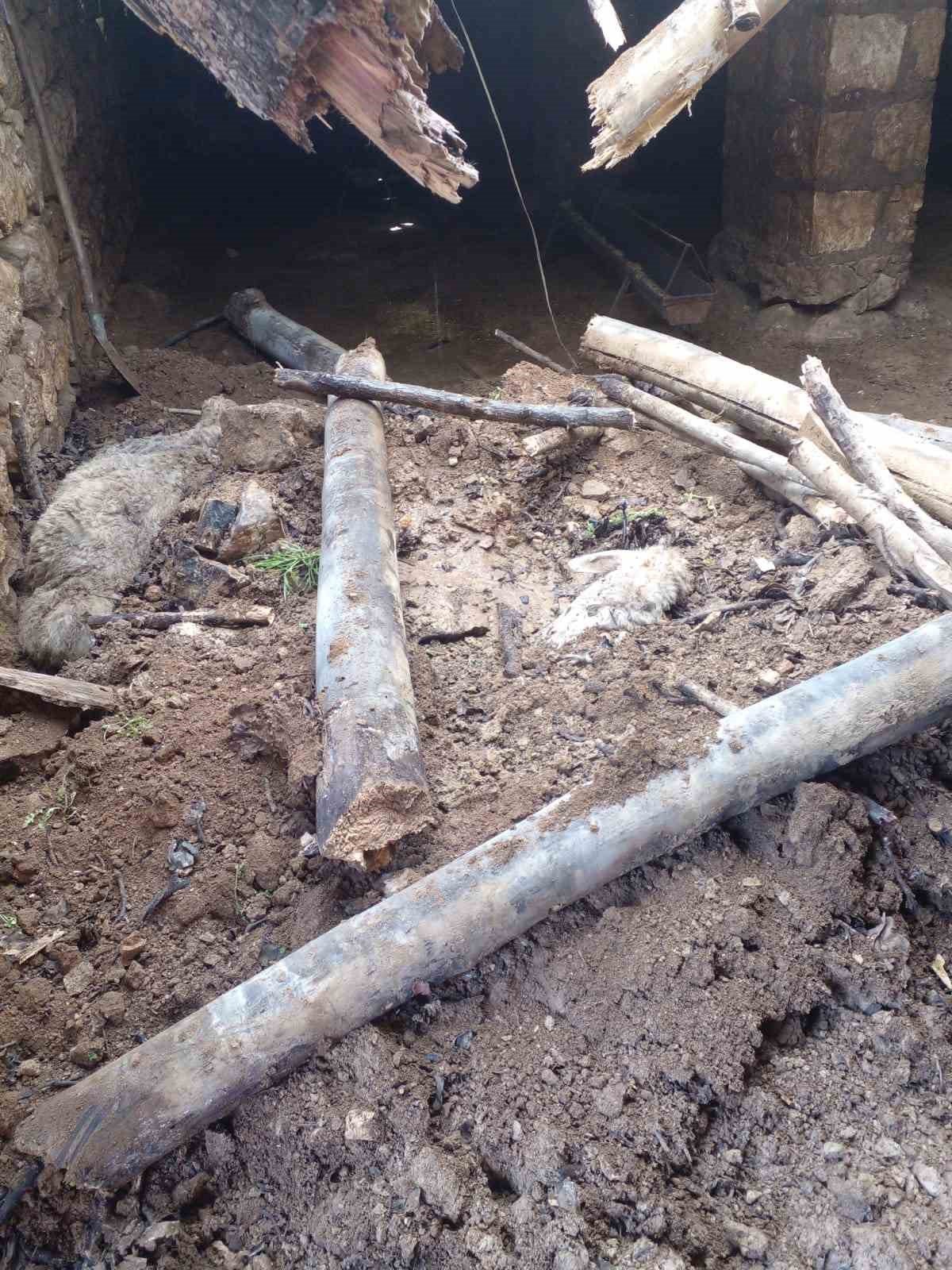 Mardin’de ahır çöktü, 4 koyun telef oldu