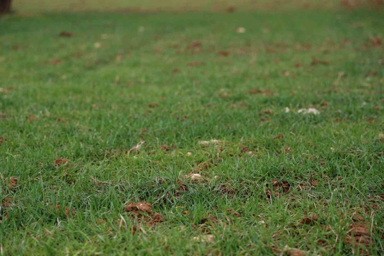 Ata tohumu desteği ile ekilemeyen alanlar tarıma kazandırılıyor