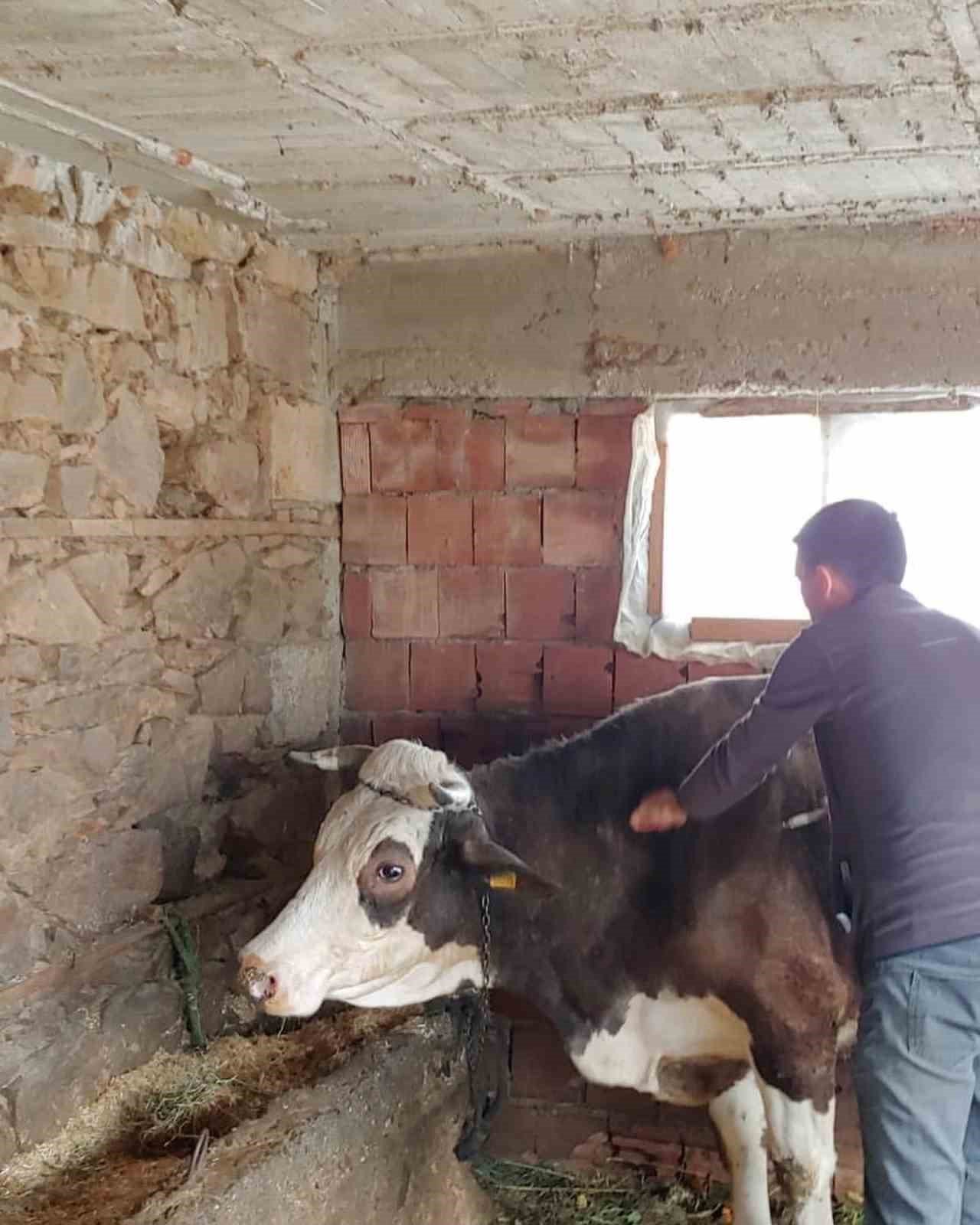 Gazipaşa’da şap aşısına başlandı