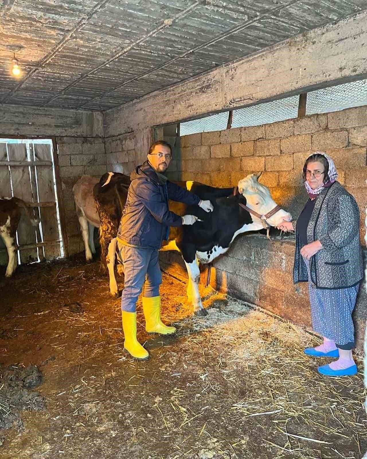 Gazipaşa’da şap aşısına başlandı