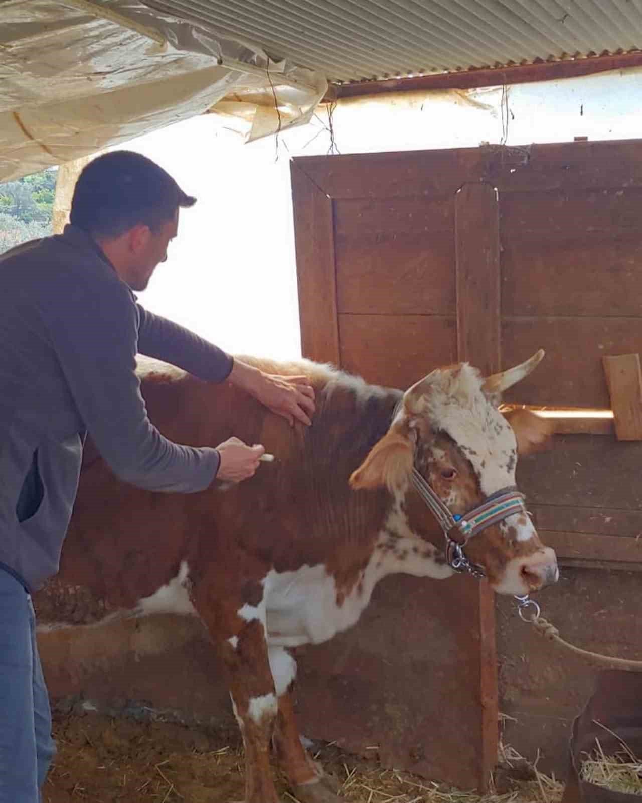 Gazipaşa’da şap aşısına başlandı