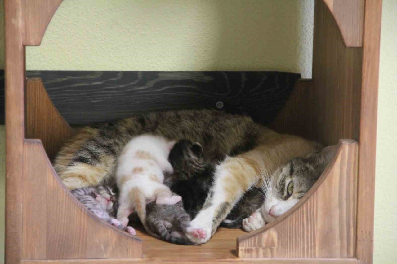 Sokak kedilerine 5 yıldız konforunda barınak