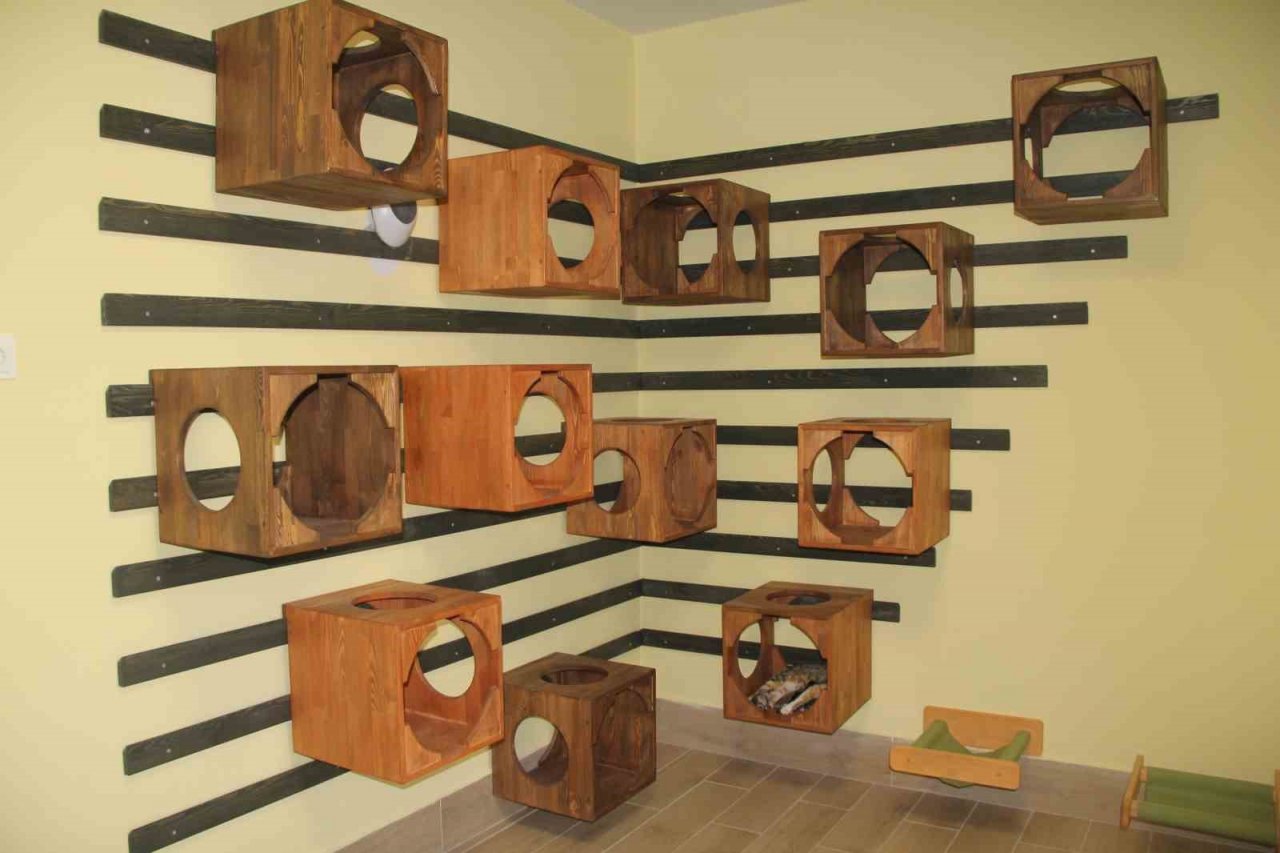 Sokak kedilerine 5 yıldız konforunda barınak