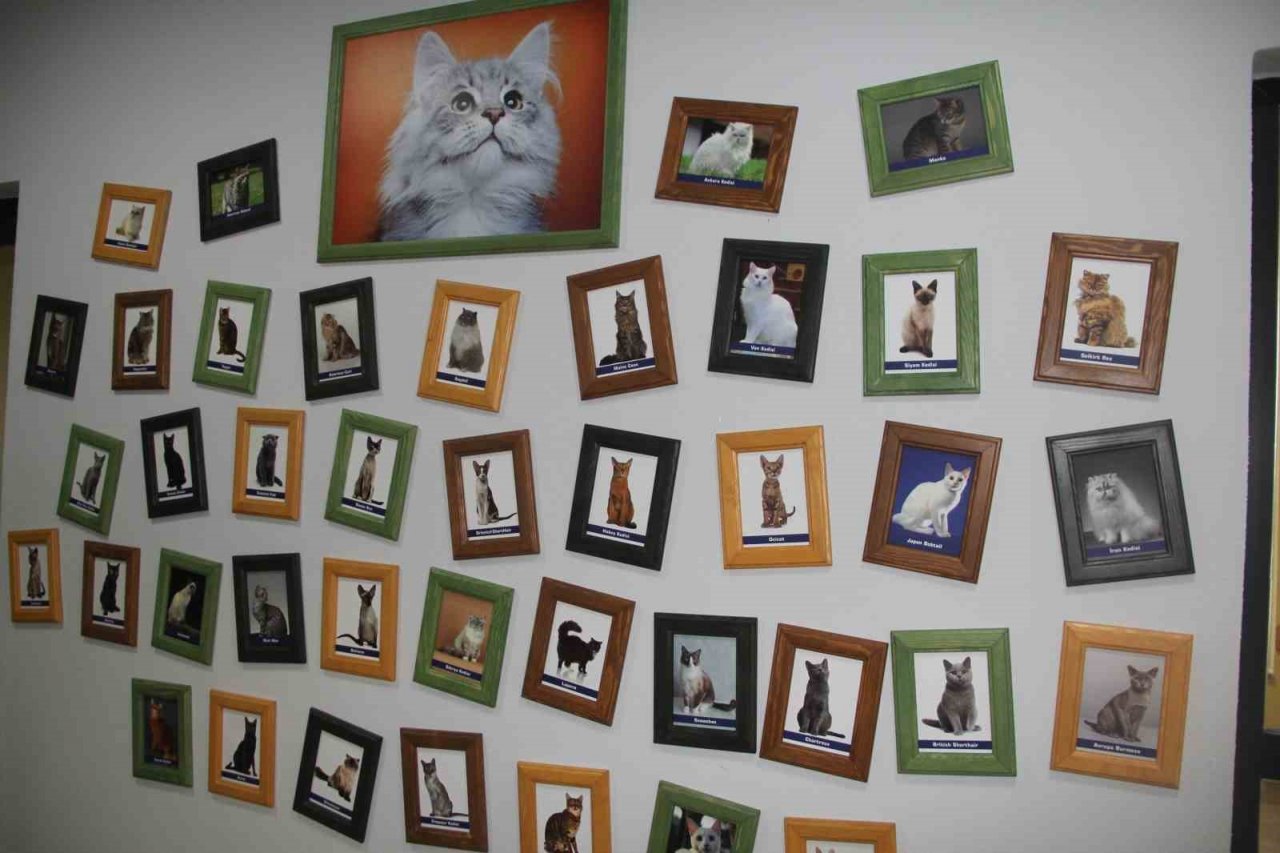 Sokak kedilerine 5 yıldız konforunda barınak