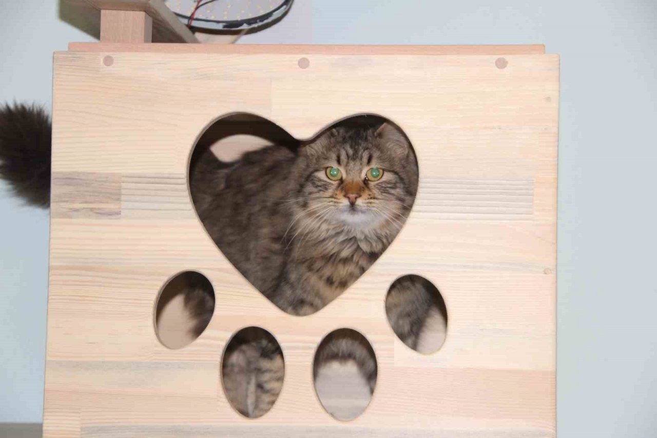 Sokak kedilerine 5 yıldız konforunda barınak