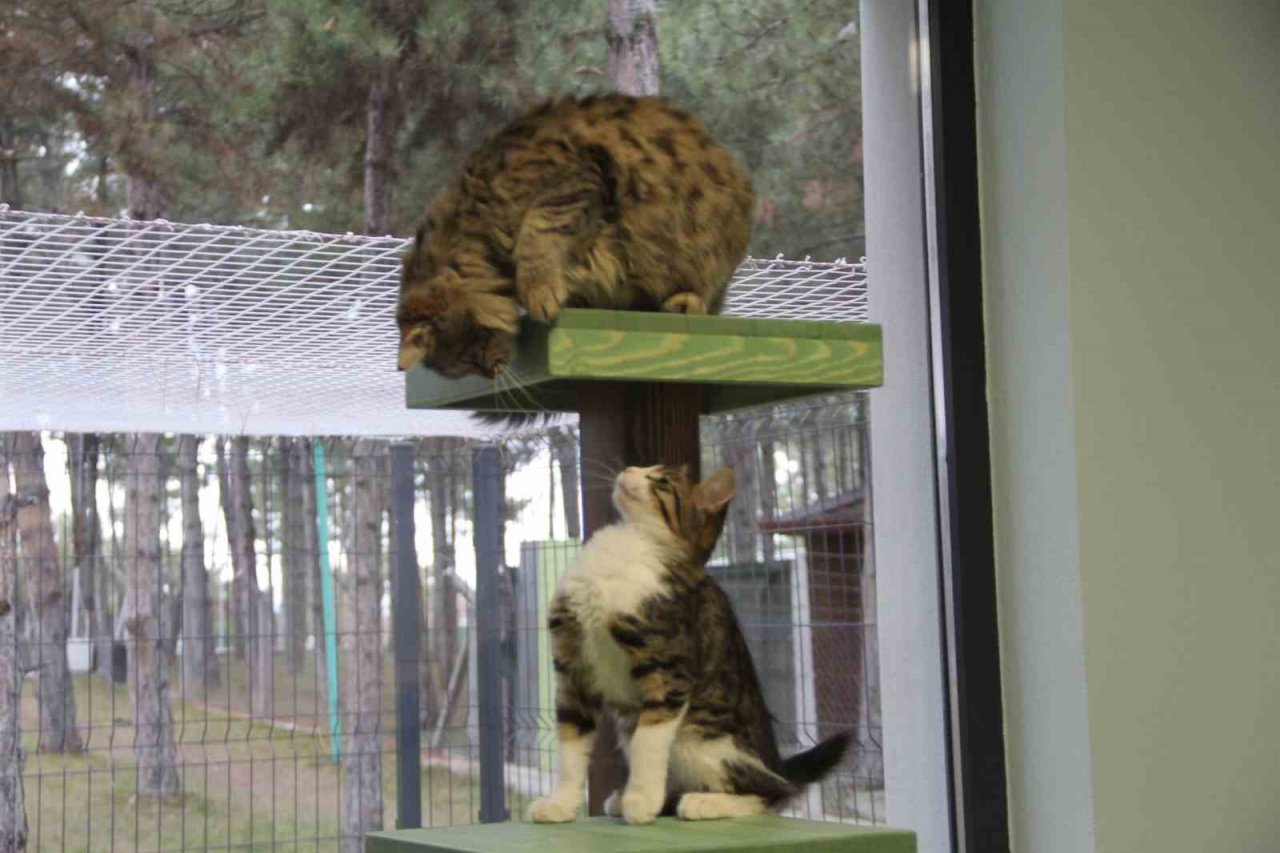 Sokak kedilerine 5 yıldız konforunda barınak