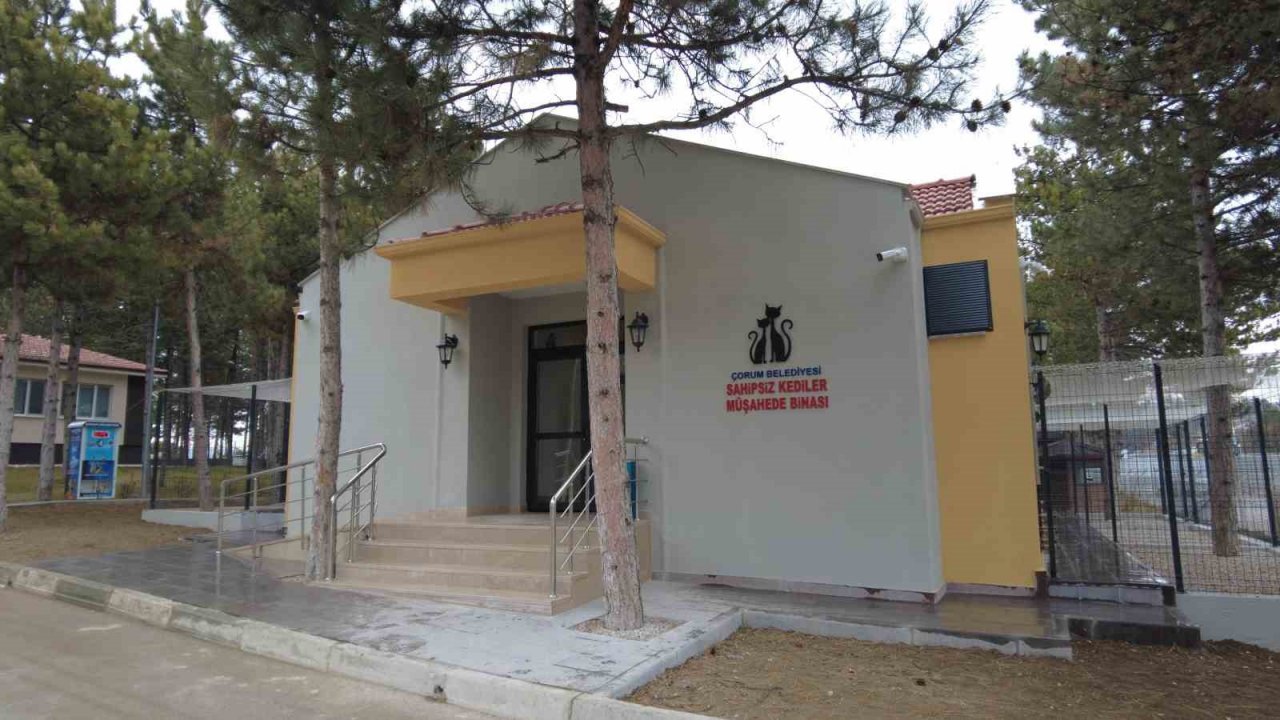 Sokak kedilerine 5 yıldız konforunda barınak