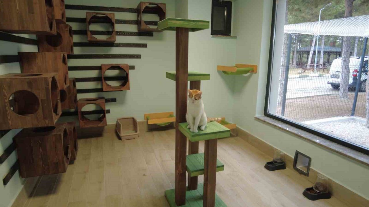 Sokak kedilerine 5 yıldız konforunda barınak