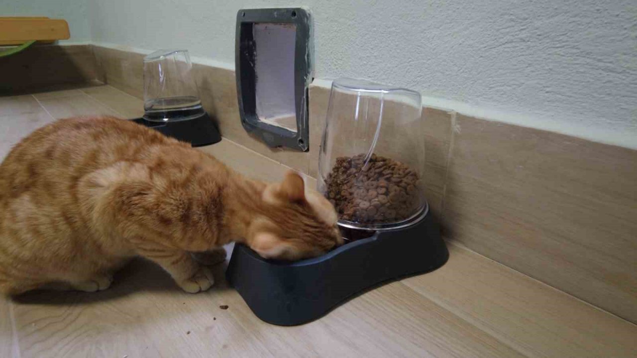 Sokak kedilerine 5 yıldız konforunda barınak