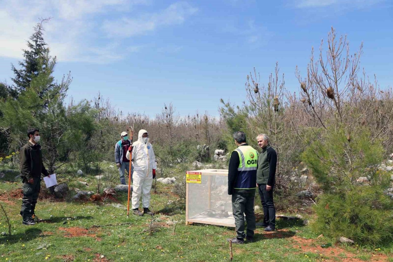 Tırtıl ile mücadele başladı