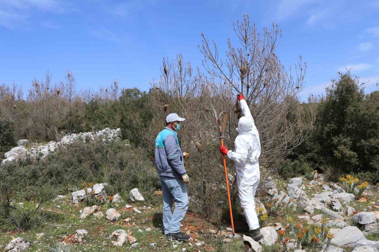 Tırtıl ile mücadele başladı