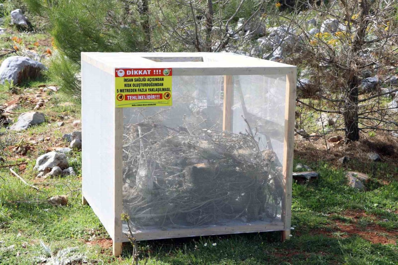 Tırtıl ile mücadele başladı