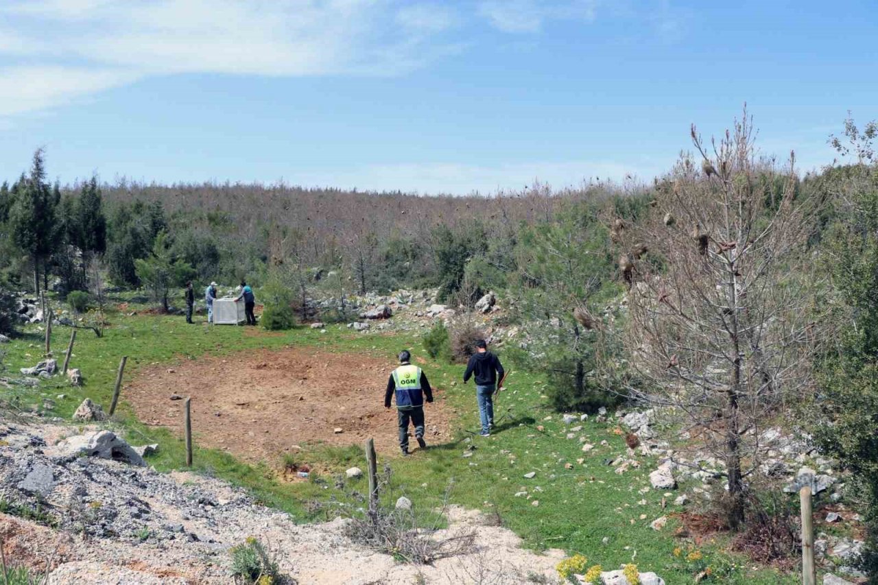 Tırtıl ile mücadele başladı