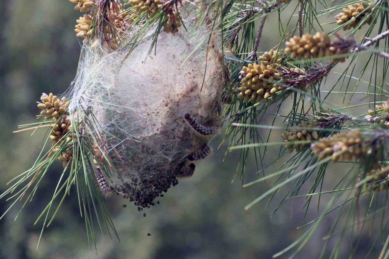 Tırtıl ile mücadele başladı