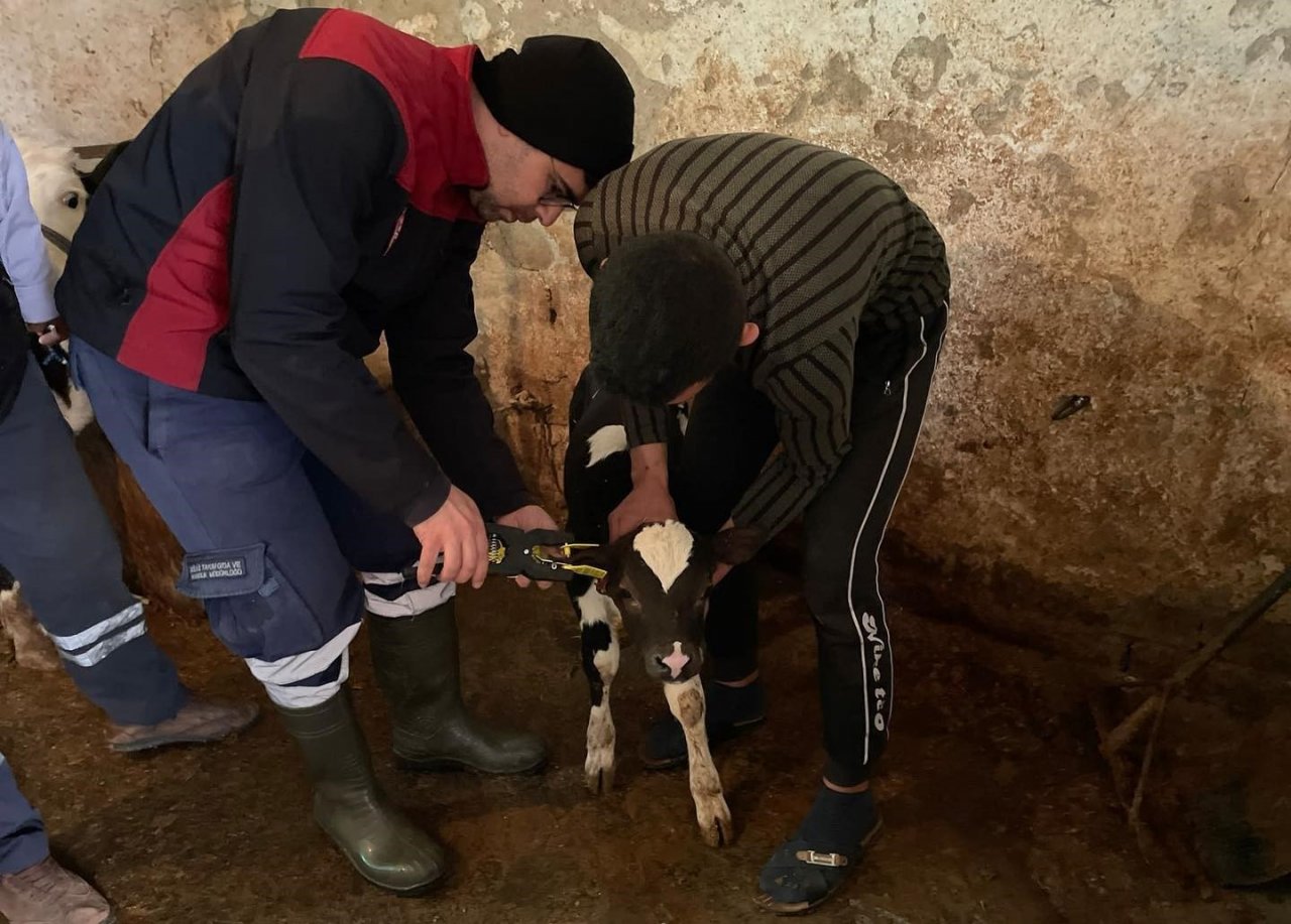 Muğla’da hayvan pazarlarını kapatma kararı alındı