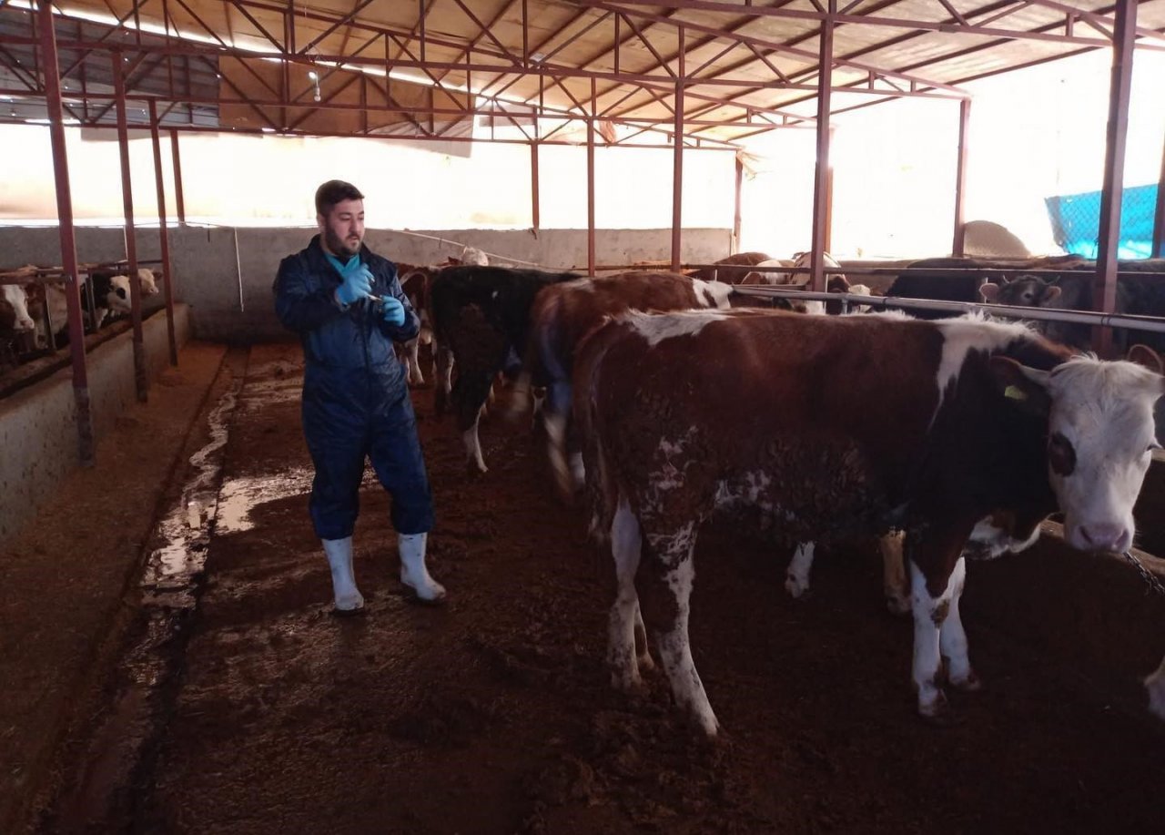Muğla’da hayvan pazarlarını kapatma kararı alındı