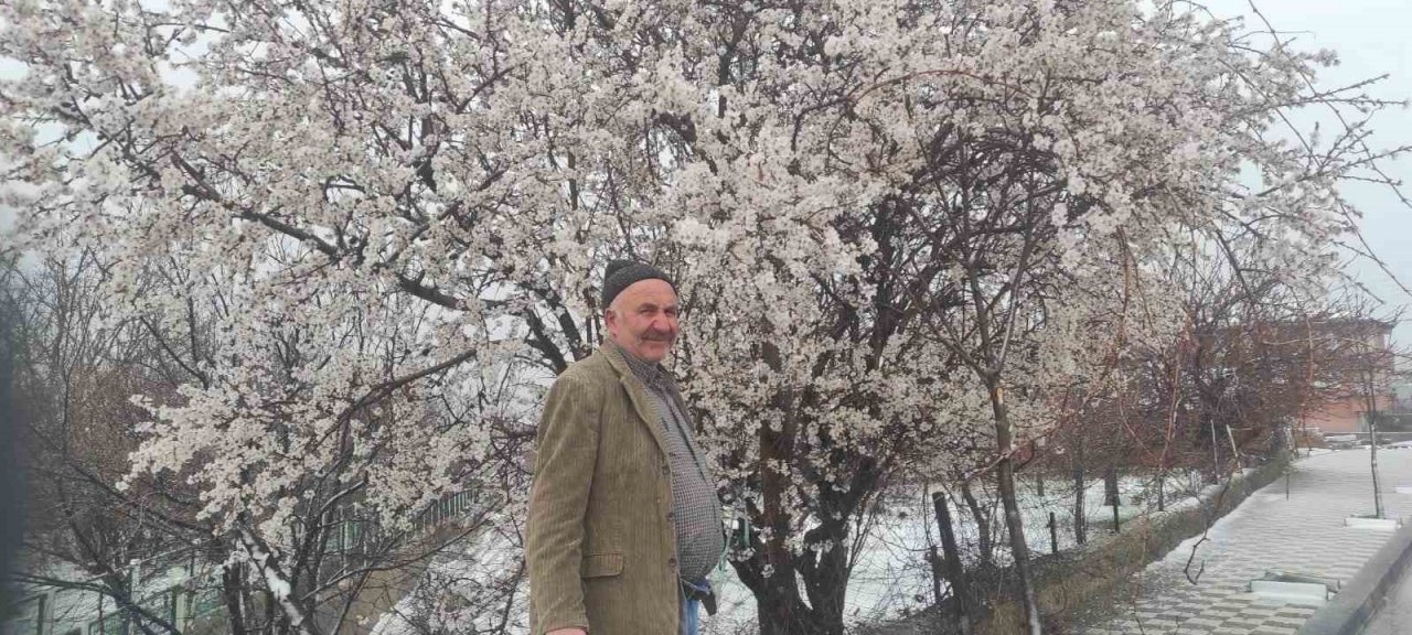 Yozgat’ta çiçek açan erik ağacı kar altında kaldı