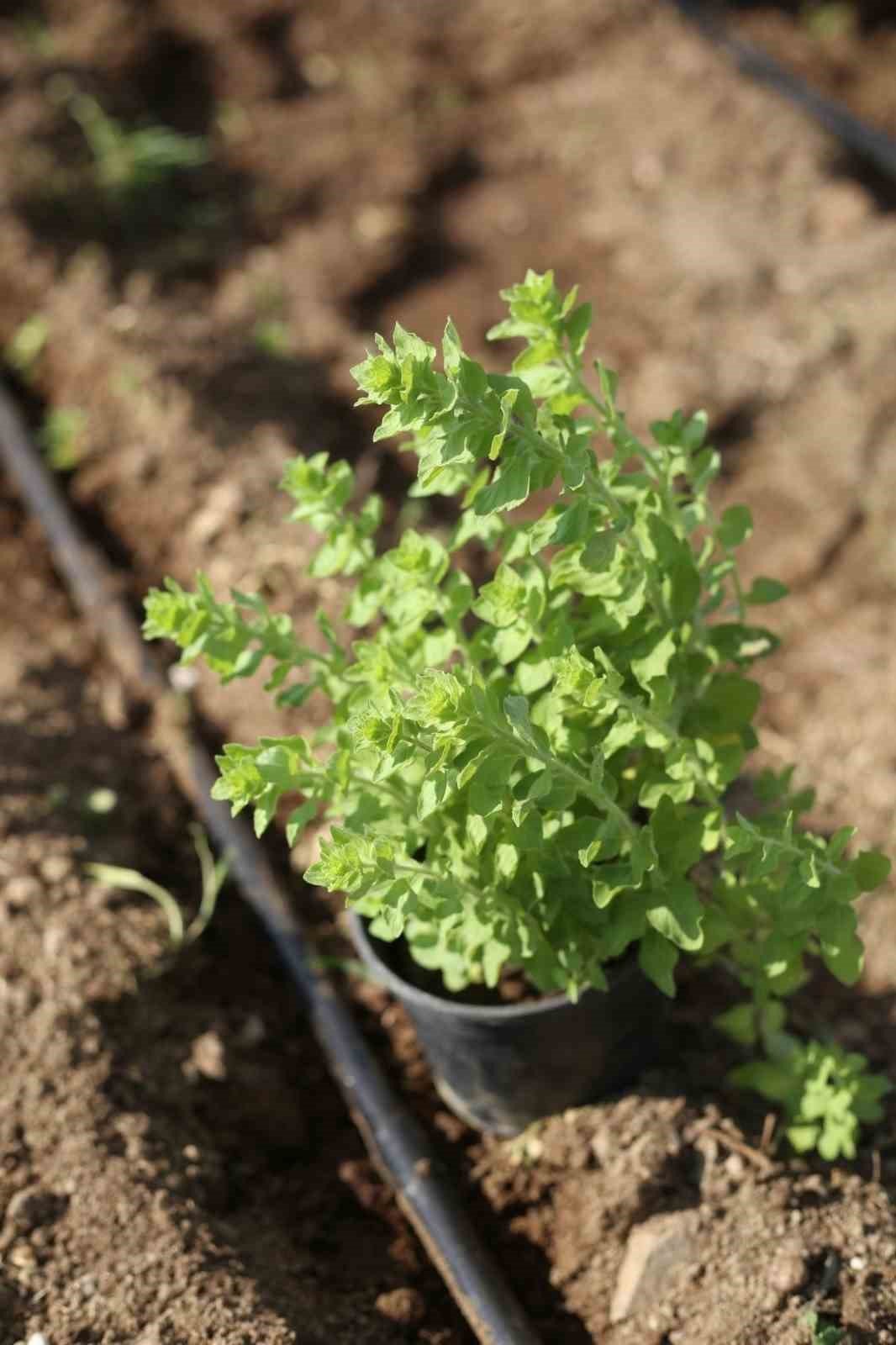 Aydın Büyükşehir Belediyesi yeni tarım ürünlerinin üretimine başladı