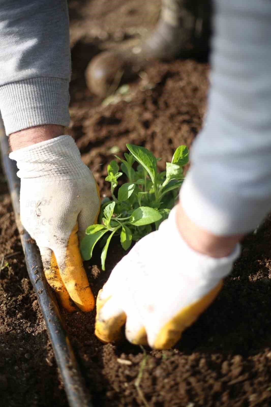 Aydın Büyükşehir Belediyesi yeni tarım ürünlerinin üretimine başladı