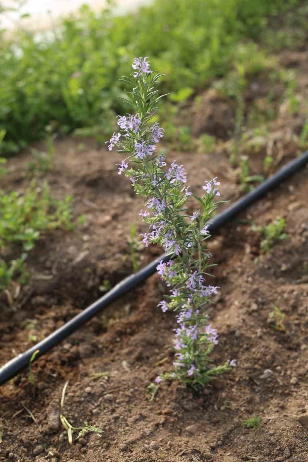 Aydın Büyükşehir Belediyesi yeni tarım ürünlerinin üretimine başladı