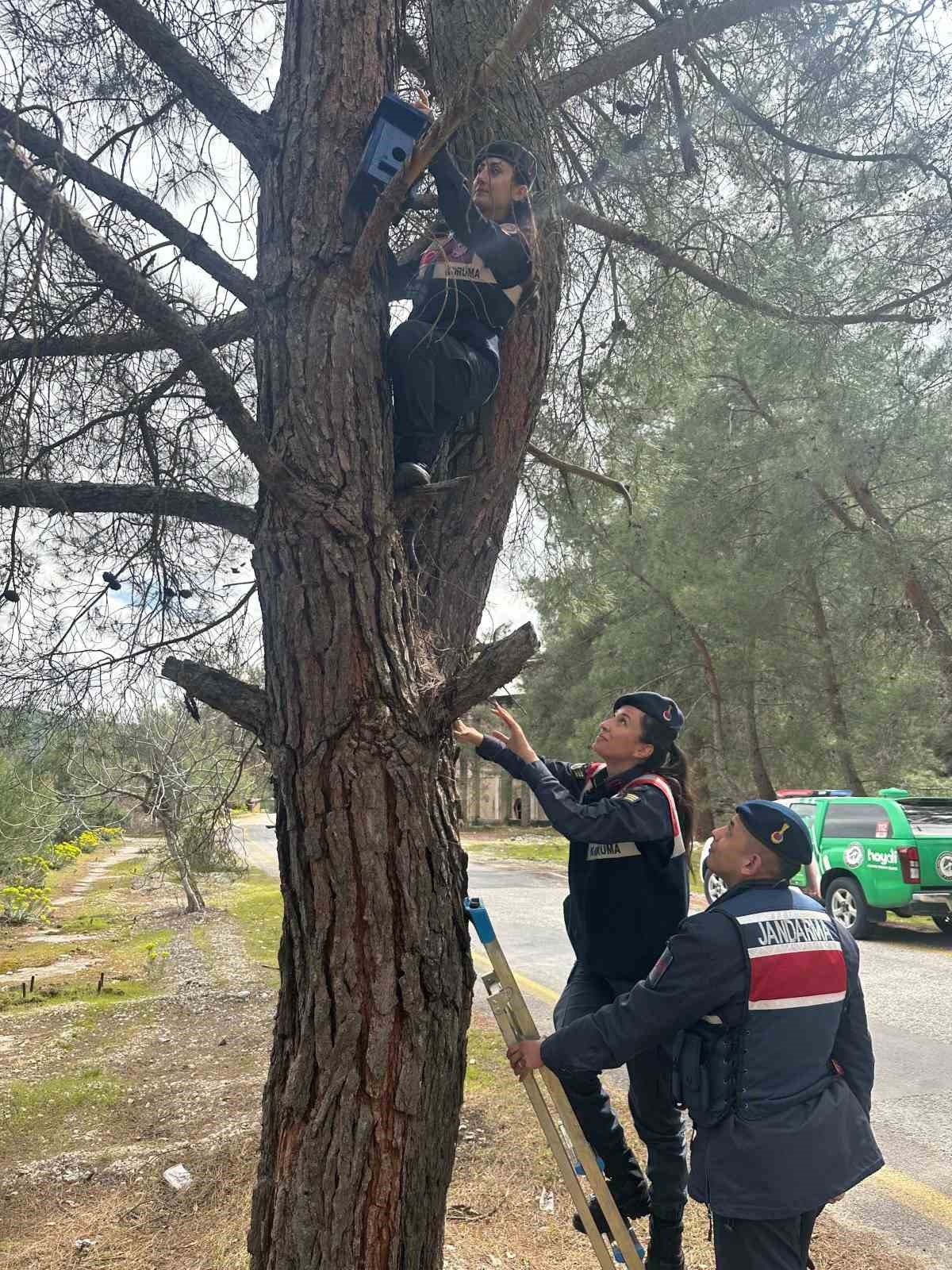Jandarmadan ormandaki kuşlara yuva