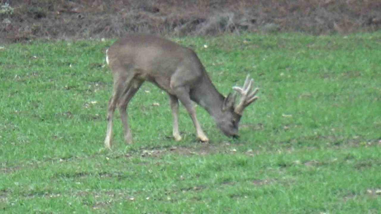 Hava sıcakları yükselince geyikler köylere kadar indi