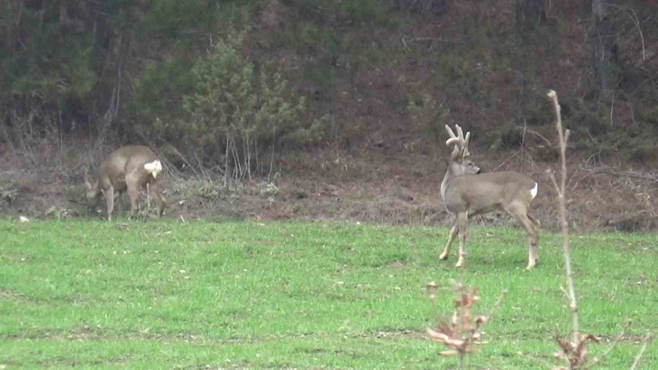 Hava sıcakları yükselince geyikler köylere kadar indi