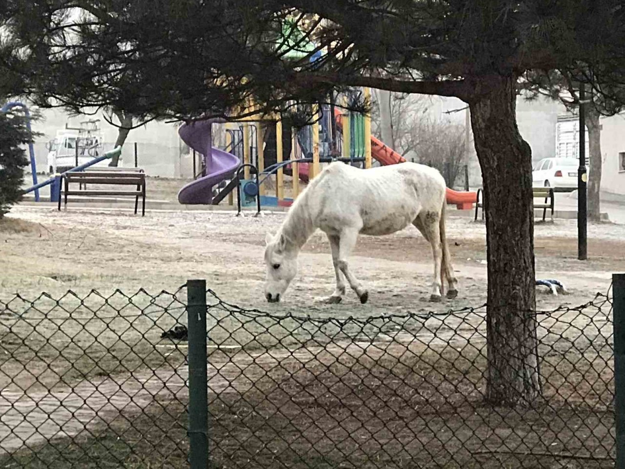 Başıboş gezen atlar yine cadde ve sokaklarda