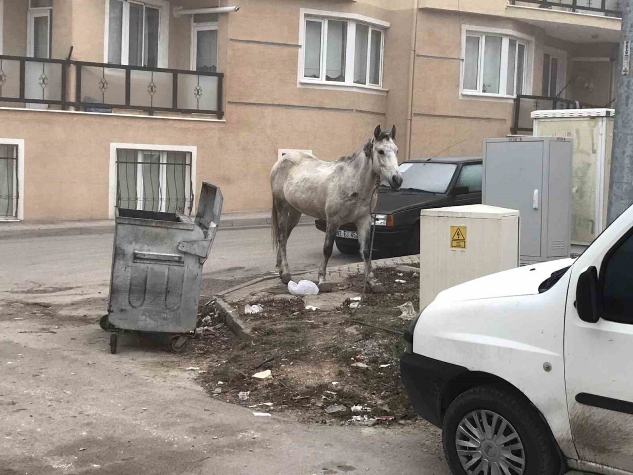Başıboş gezen atlar yine cadde ve sokaklarda