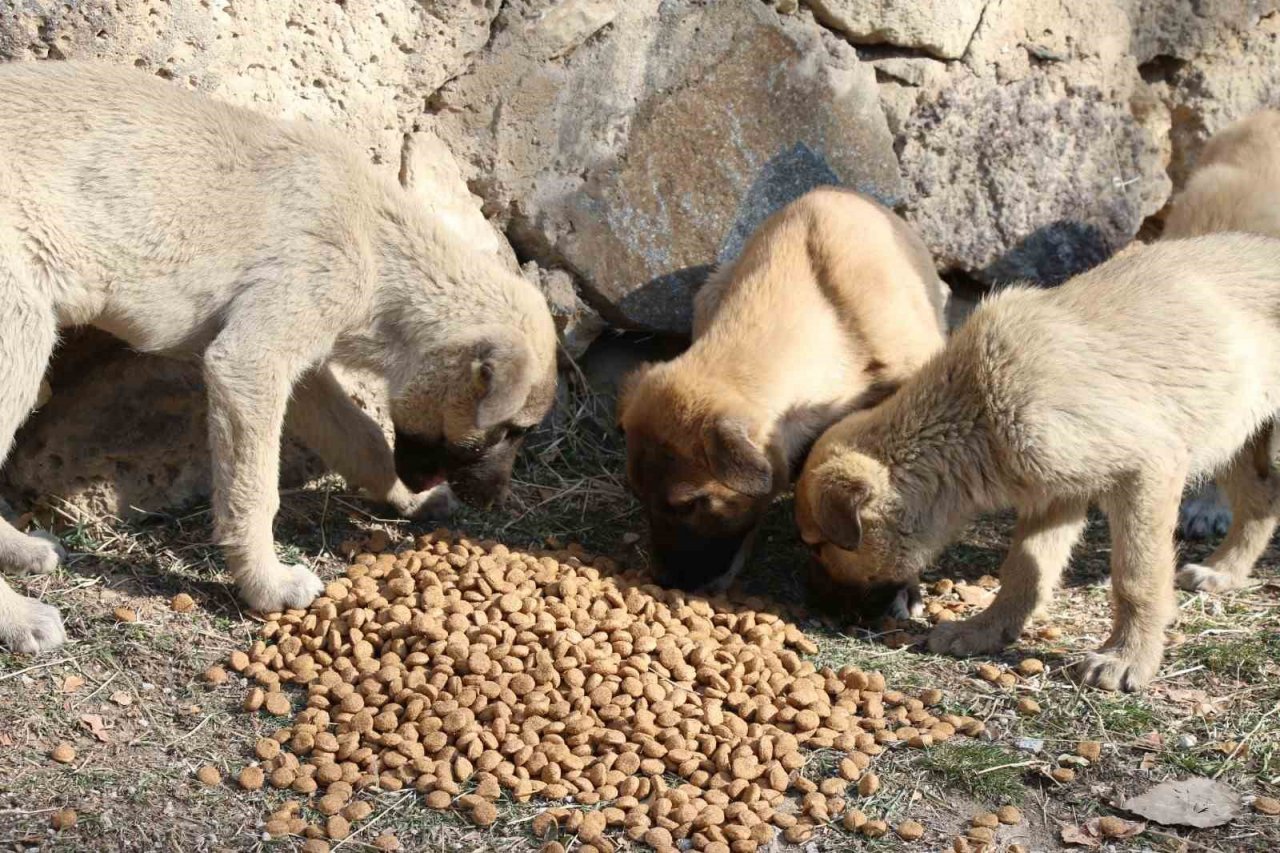 Erciş belediyesi sokak hayvanlarını unutmuyor