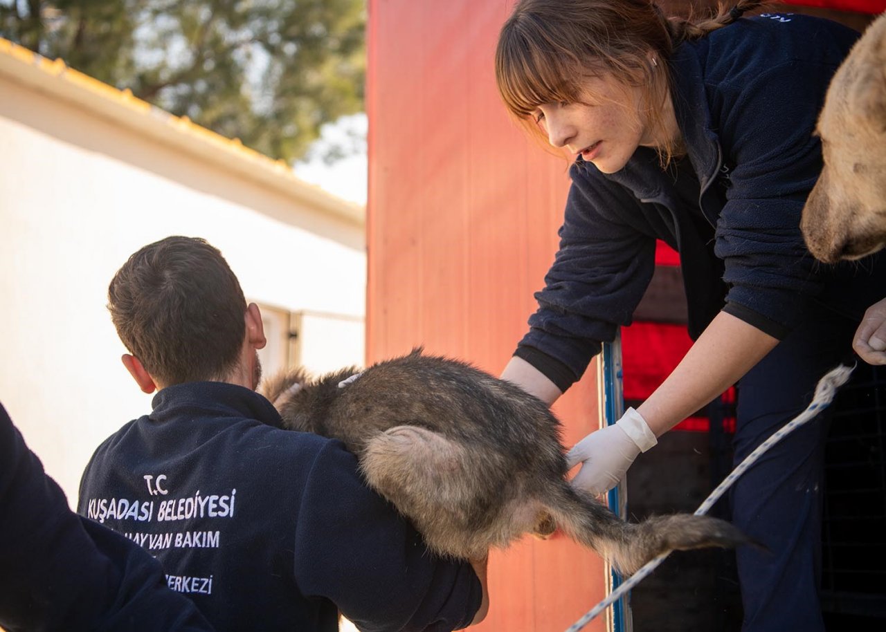 Kuşadası Belediyesi deprem bölgesinden gelen can dostlara kucak açtı