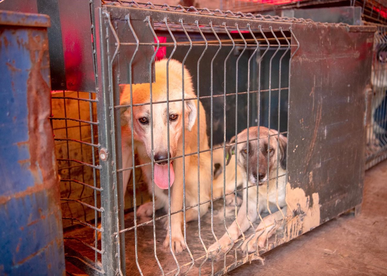 Kuşadası Belediyesi deprem bölgesinden gelen can dostlara kucak açtı
