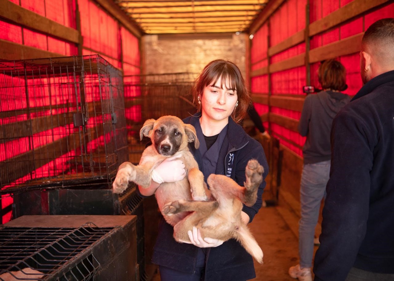 Kuşadası Belediyesi deprem bölgesinden gelen can dostlara kucak açtı