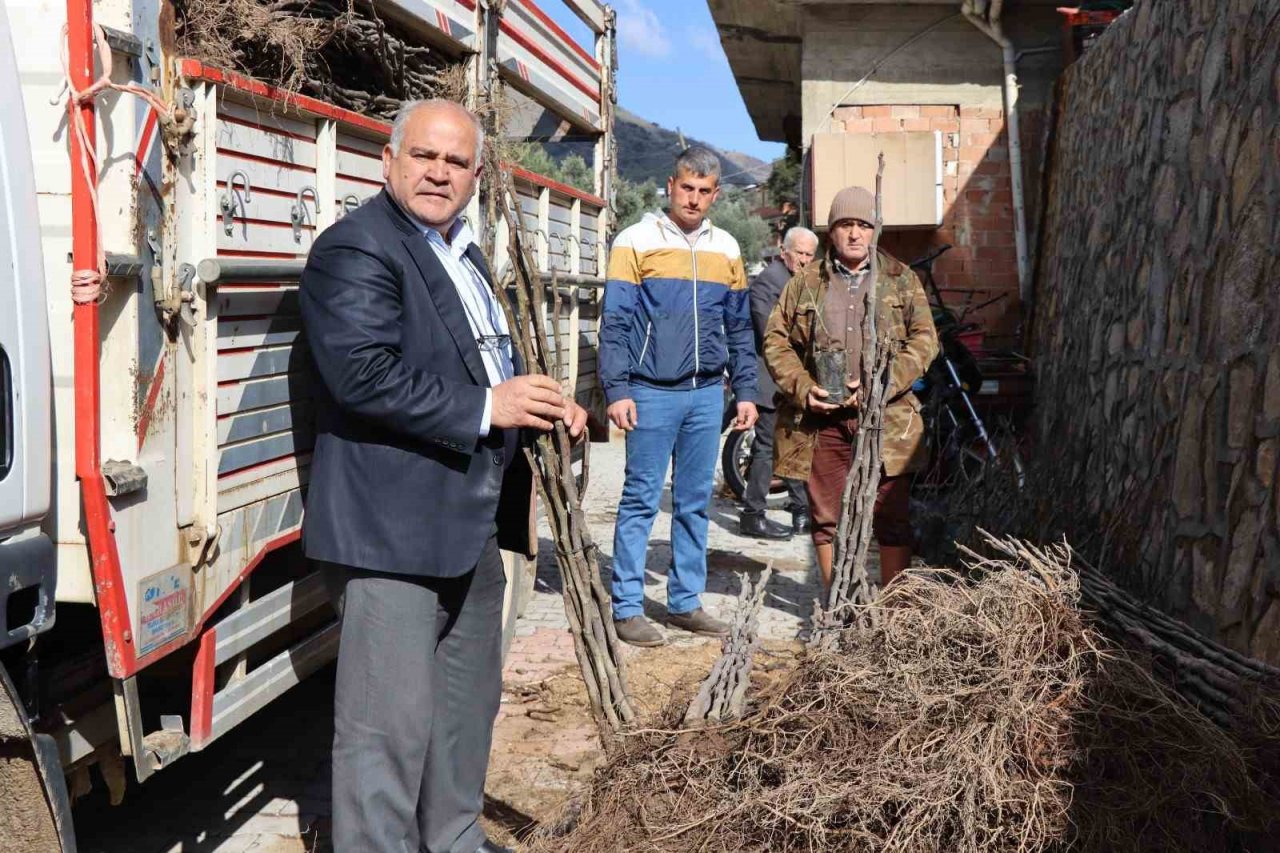 Nazilli’de 30 bin incir fidanı toprakla buluşuyor