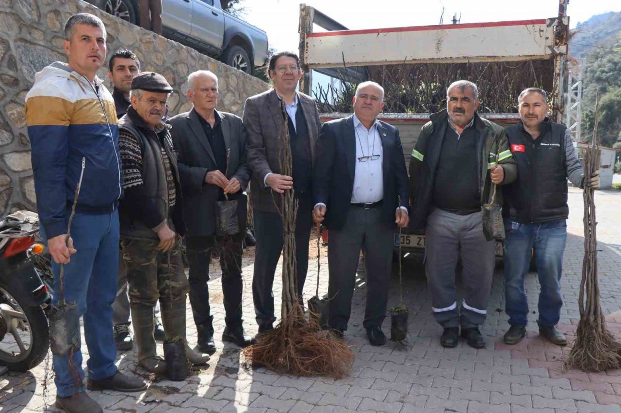 Nazilli’de 30 bin incir fidanı toprakla buluşuyor