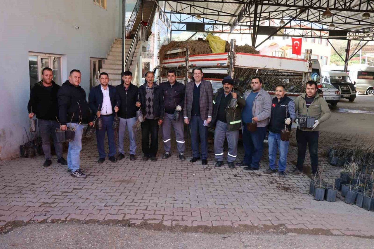 Nazilli’de 30 bin incir fidanı toprakla buluşuyor