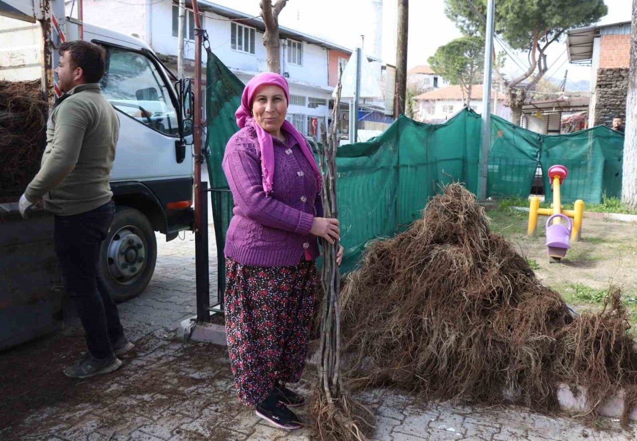 Nazilli’de 30 bin incir fidanı toprakla buluşuyor