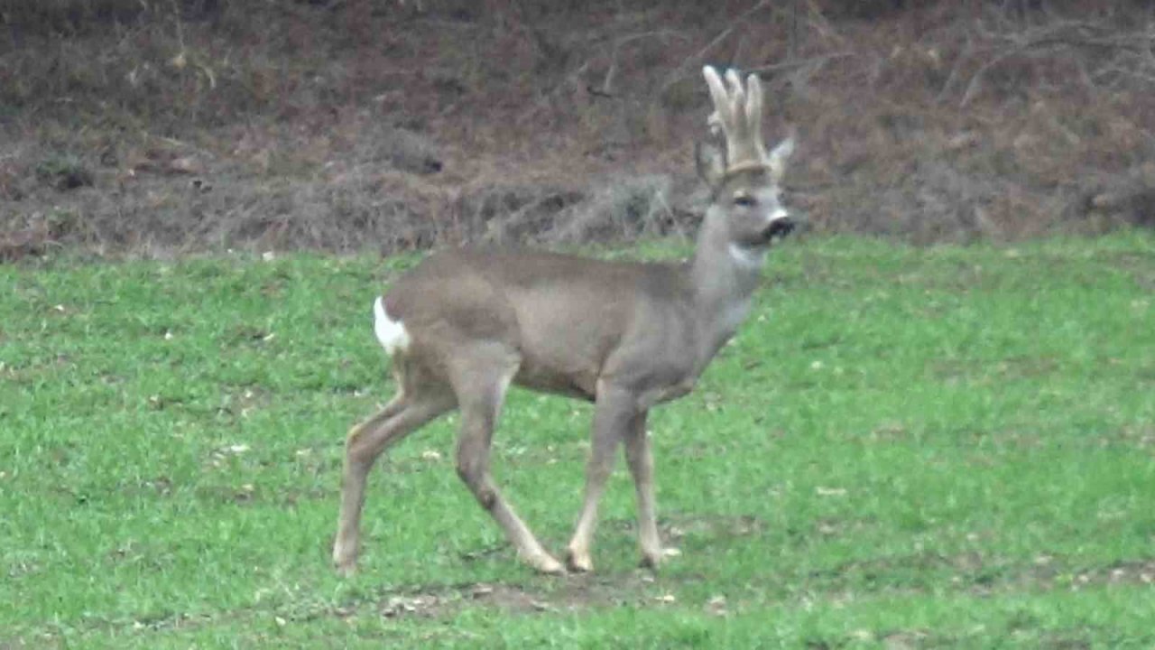 Hava sıcakları yükselince geyikler köylere kadar indi