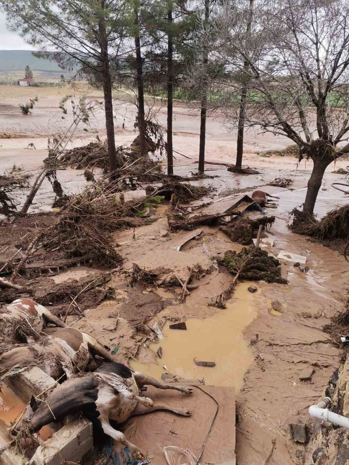 Şanlıurfa’daki sel felaketinde 8 büyükbaş hayvan telef oldu