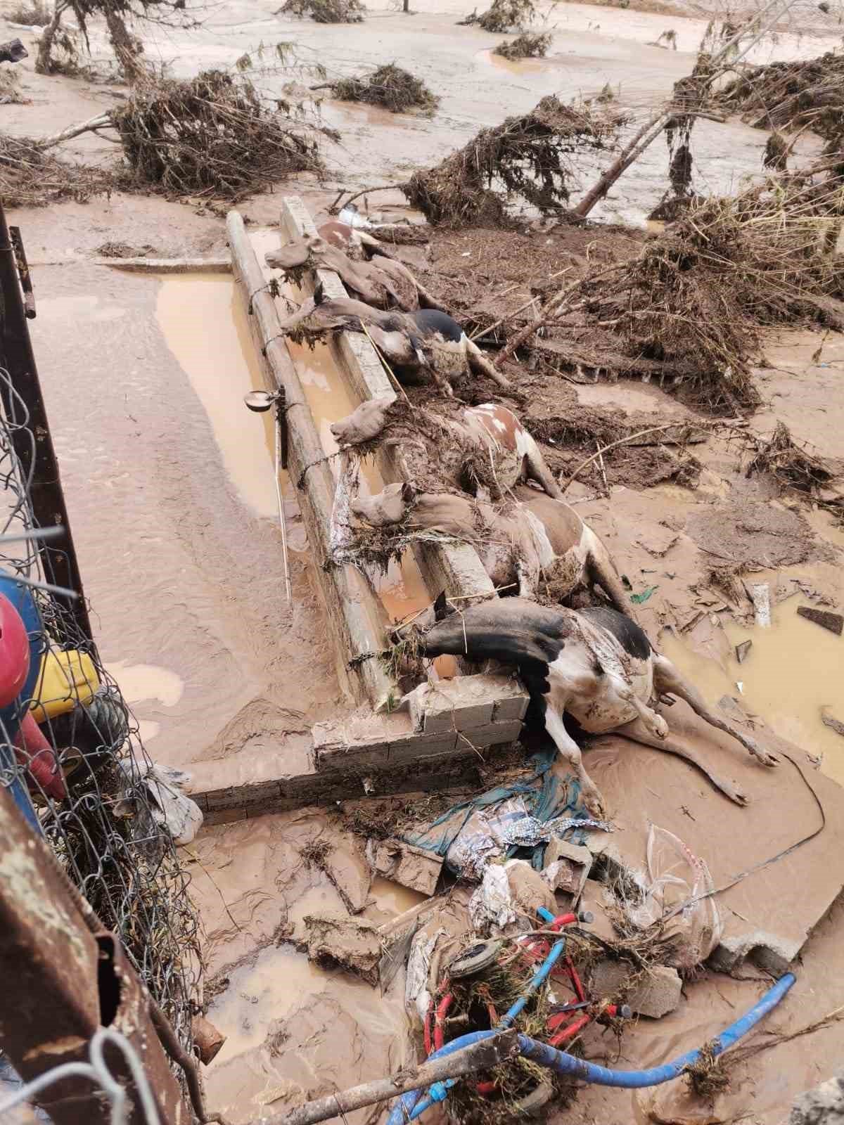 Şanlıurfa’daki sel felaketinde 8 büyükbaş hayvan telef oldu