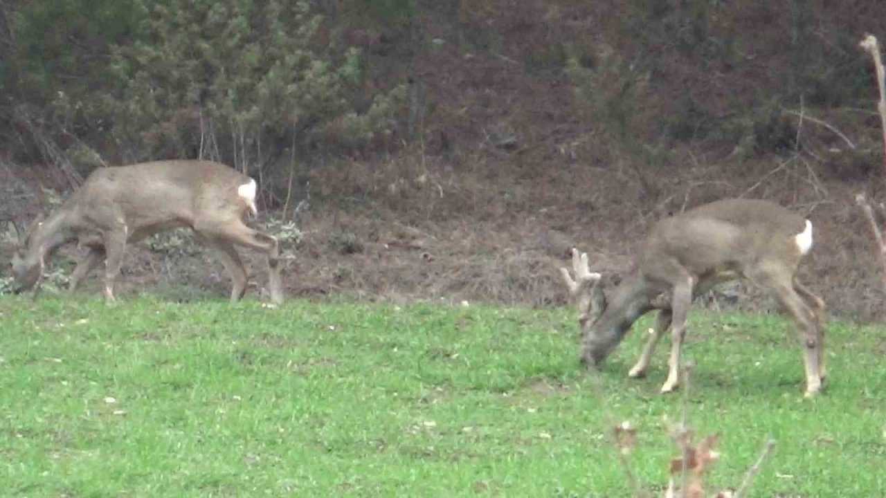 Hava sıcakları yükselince geyikler köylere kadar indi