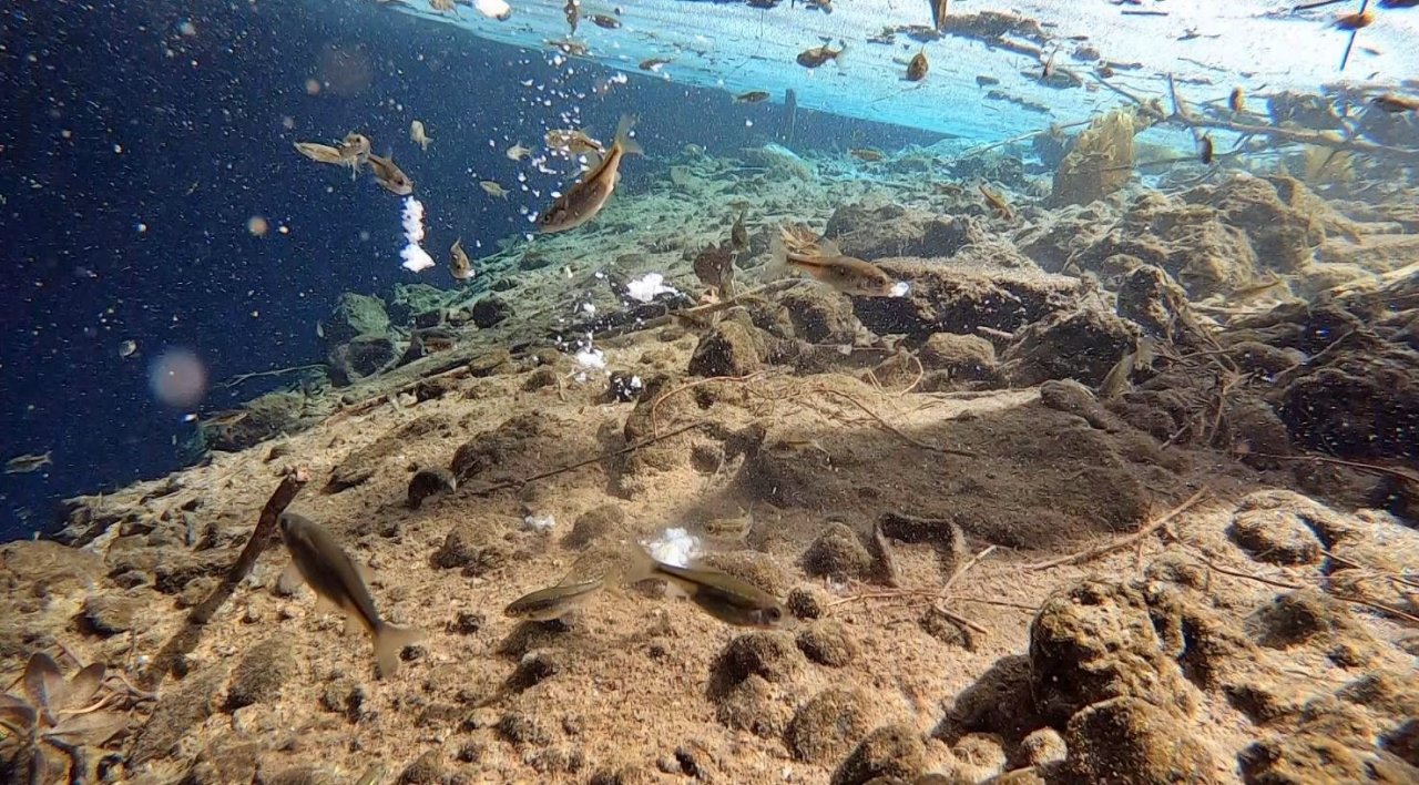 Antalya’nın göbeğinde 35 metre derinlikteki obrukta çok sayıda tatlı su canlısı tespit edildi