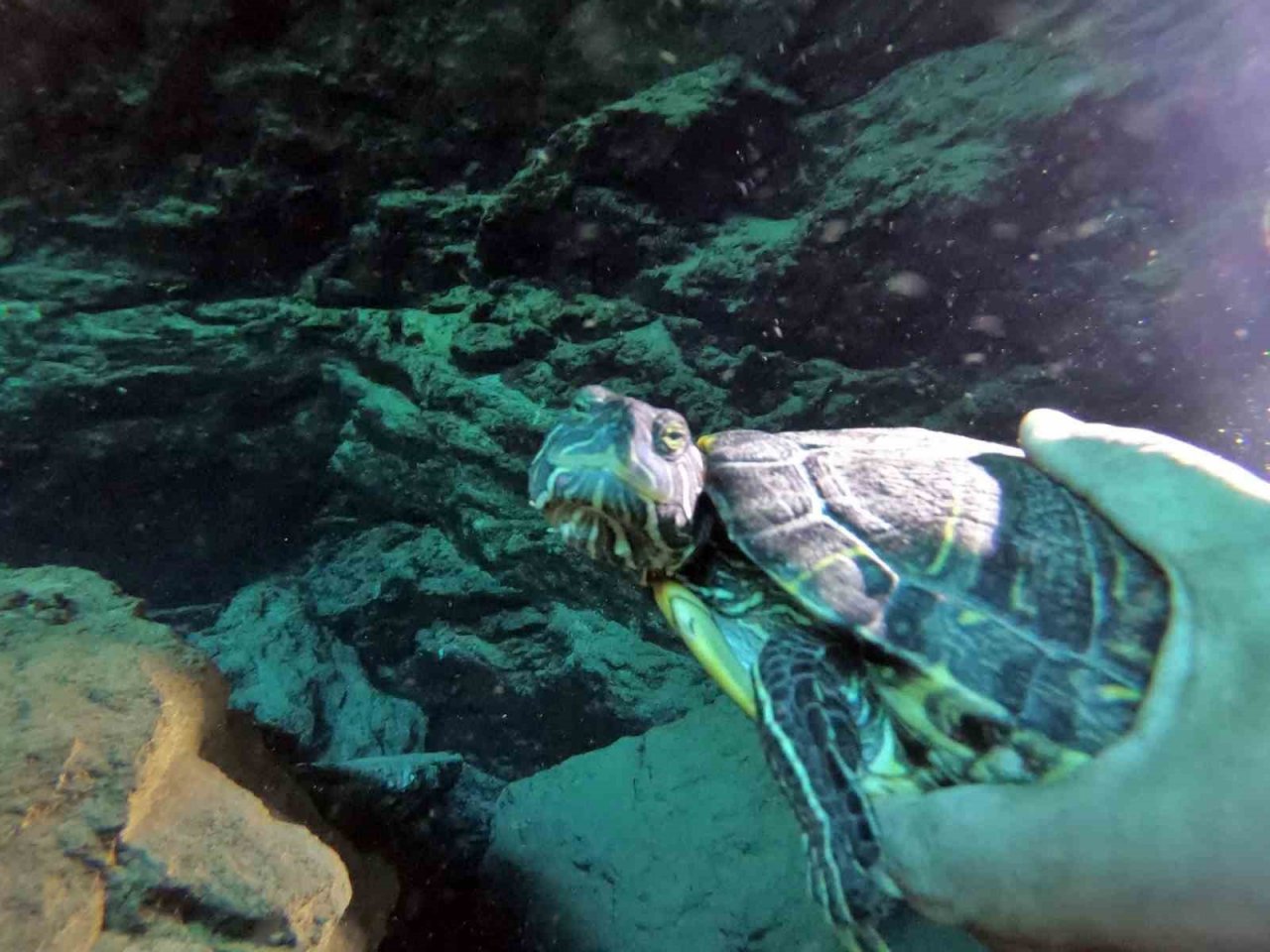 Antalya’nın göbeğinde 35 metre derinlikteki obrukta çok sayıda tatlı su canlısı tespit edildi