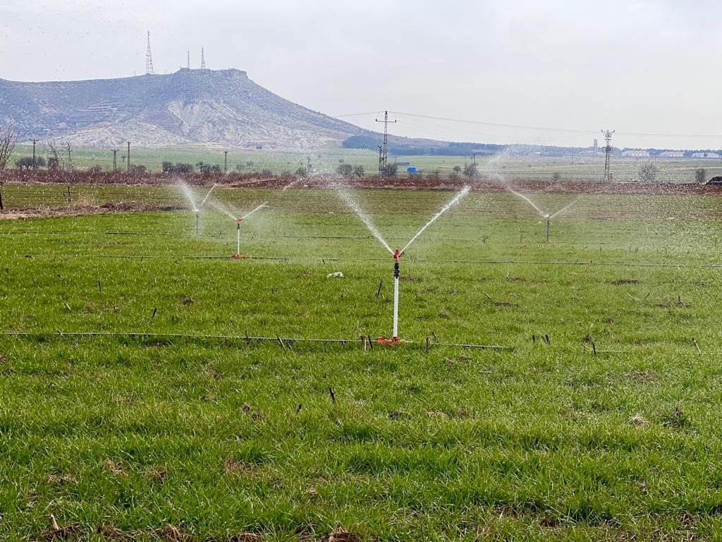 Tarım uzmanı uyardı: "Fazla sulama insan ve hayvan sağlığına zarar verebilir"