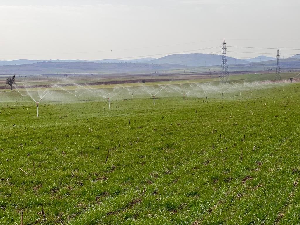 Tarım uzmanı uyardı: "Fazla sulama insan ve hayvan sağlığına zarar verebilir"