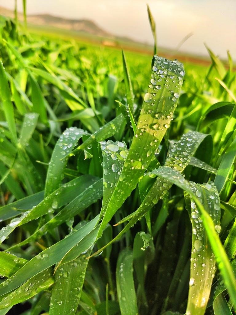 Tarım uzmanı uyardı: "Fazla sulama insan ve hayvan sağlığına zarar verebilir"