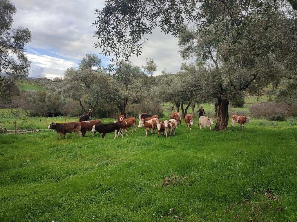 Firar eden inekleri jandarma buldu