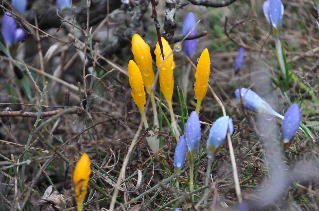 Doğa uyandı, ilkbaharın müjdecisi çiğdemler rengarenk çiçek açtı