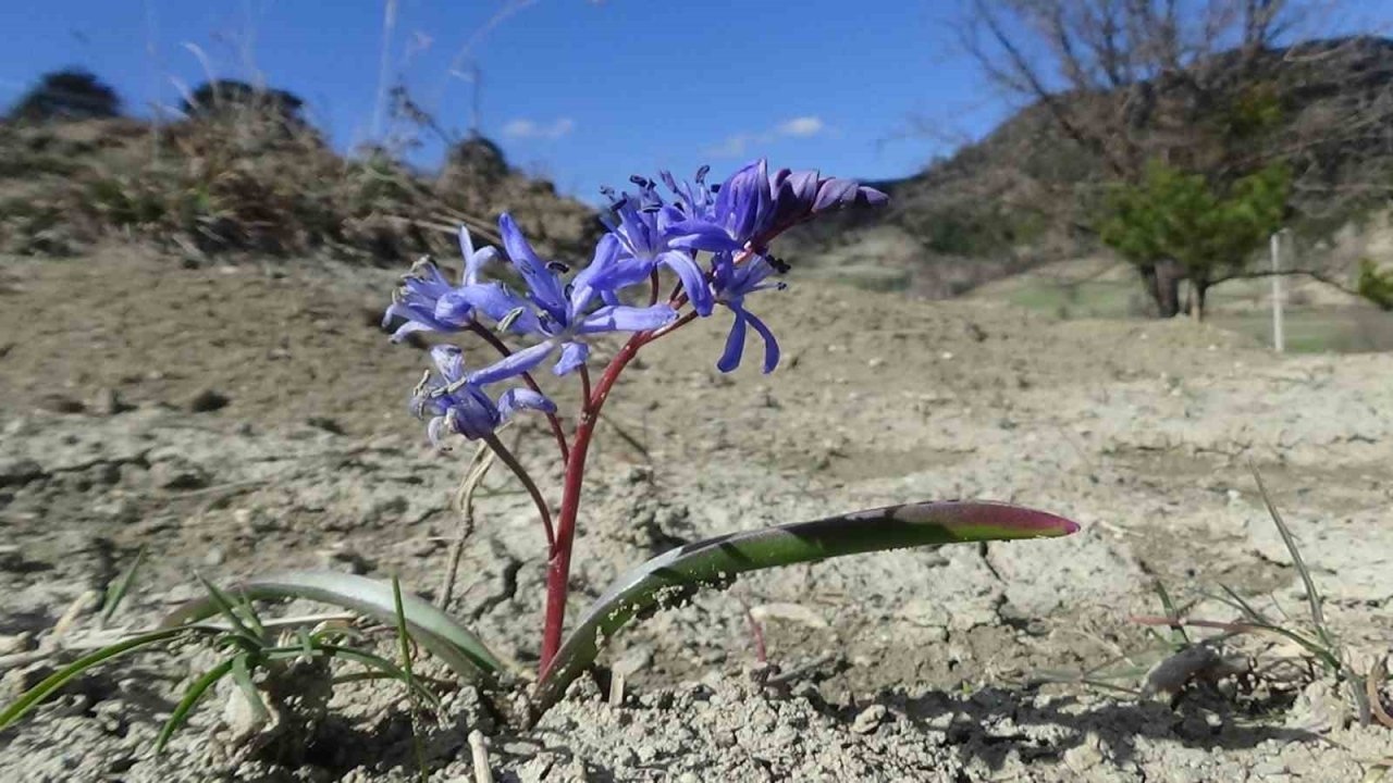 Doğa uyandı, ilkbaharın müjdecisi çiğdemler rengarenk çiçek açtı